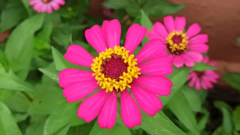 The bee insect Stock Footage 296054603