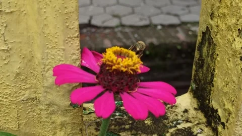 The bee insect Stock Footage 296054647