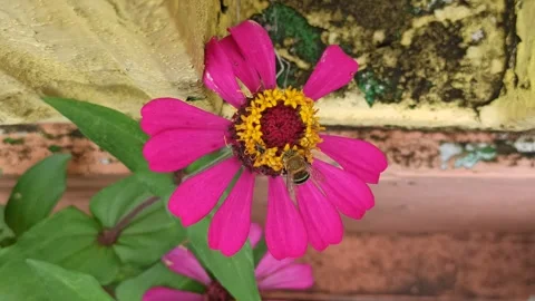 The bee insect Stock Footage 296054651