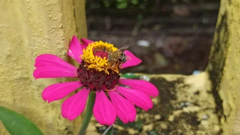 The bee insect Stock Footage 296054652
