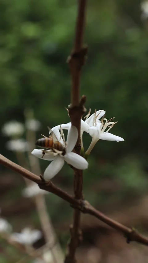 Bee insect Hymenoptera nectar honey flower coffee Stock-Footage 335501390
