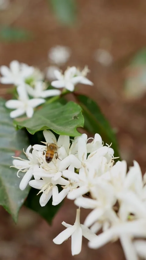 Bee insect Hymenoptera nectar honey flower coffee2 Stock-Footage 335501392