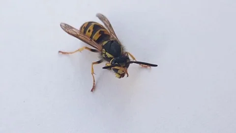 Bee Insect Isolated On White Background Close Up Stock Footage 83247058