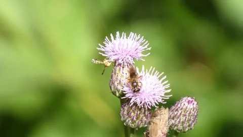 Bee insect pollinating purple thistle flower in sunny wild field closeup Видео 340919120