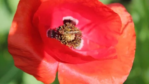 Bee insect on red poppies close up Stock Footage 112075046