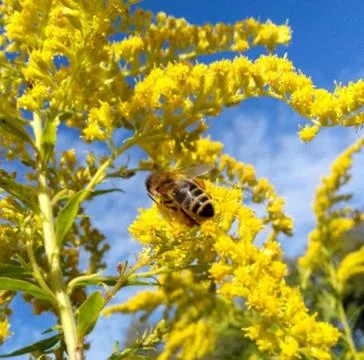 Bee insect on tree Stock Photos
