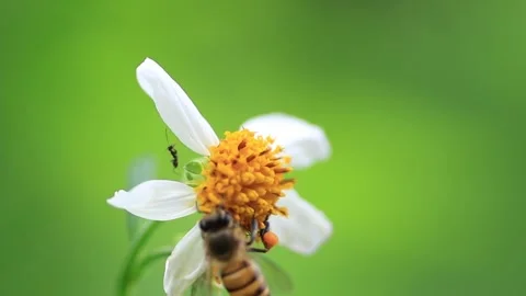 Bee insects Stock Footage 208241697