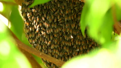 Bee insects on honeycomb on tree in nature Vidéo 147505907