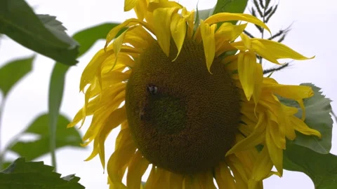 Bee insects on sunflower Stock Footage 248534433