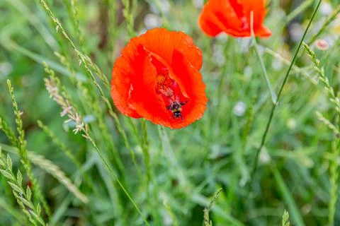Bee inside a common poppy with its vivid red petals among bushes Stock Photos