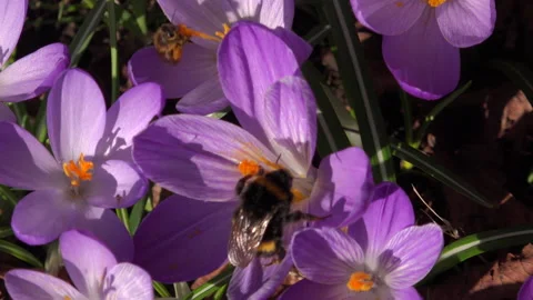 Bee inside crocus plants growing up through leaves UK 4K Stock Footage 149412216