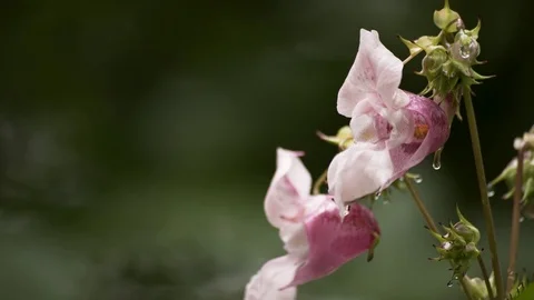 Bee Inside Flower Macro 4K Stockbeeldmateriaal 85260789