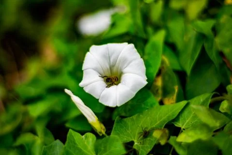 Bee inside of a flower Stock Photos