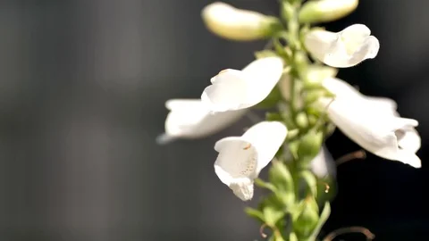 Bee inside foxglove flower Stock Footage 92893529
