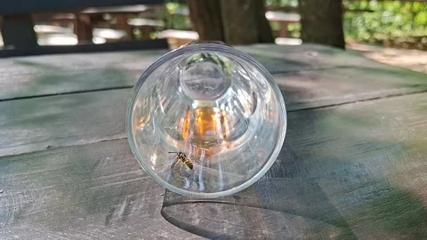 Bee Inside a Glass Stock Footage 342341020
