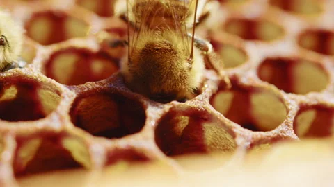 A Bee inside a honeycomb Stock Footage 274664402