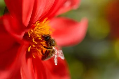 Bee inside a red flower head, bee pollinating Stock Photos
