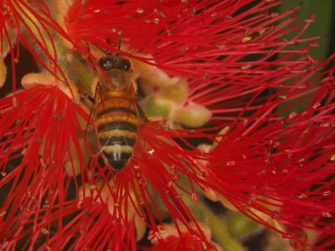 Bee Inside a Red Flower Stock Photos