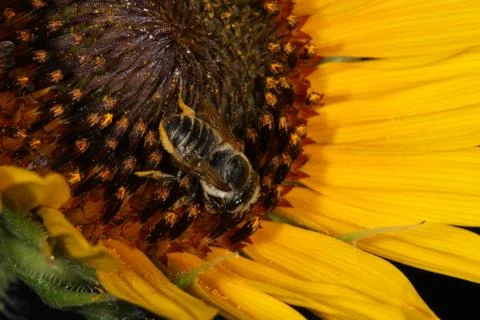 Bee inside a sunflower Stock Photos