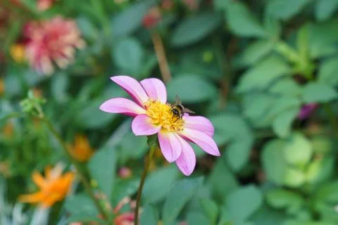 Bee inside of yellow violet flower in shine of the sun. Stock Photos