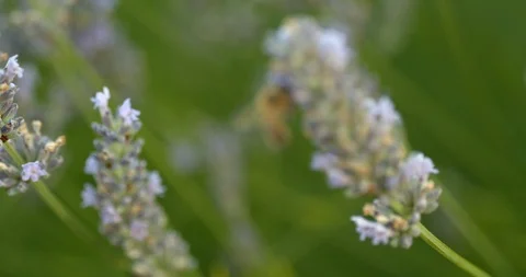 Bee inspects flower for pollen Stock Footage 113145463