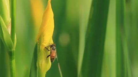 Bee on Iris bud Stock Footage 5145768
