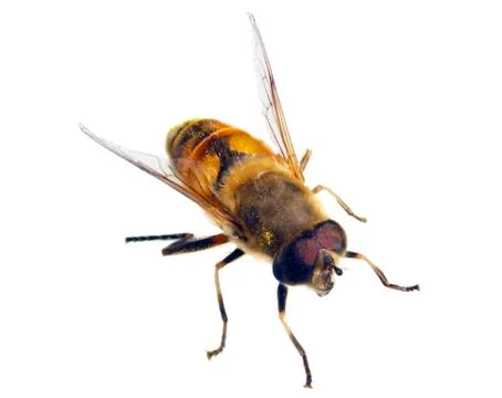 Bee isolated Stock Photos