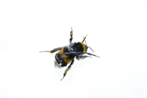 Bee isolated on white background. bee on a white background. bee on a white back Stock Photos