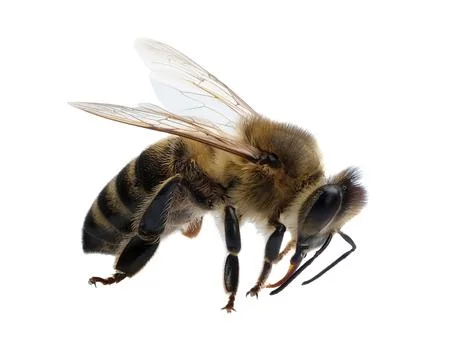 Bee isolated on a white background. Macro photo. Stock Photos