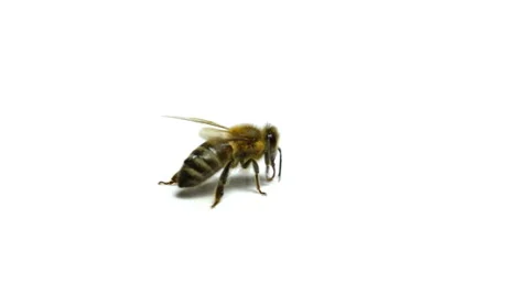 Bee Isolated On White Stock Footage 42269855