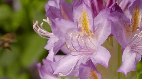 Bee as it gathers nectar from a rhododendron Stock Footage 91375831
