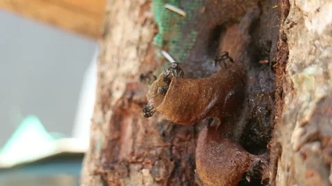 Bee ITAMA hive Stock Footage 244823438