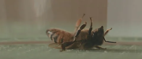 A bee on its back trying to roll over Stock Footage 151719454
