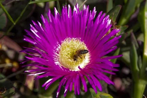 A bee with its head inside a pink flower, carpobrotus acinaciformis. Stock Photos