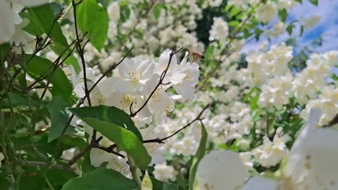Bee in jasmine flowers Stock Footage 341676532