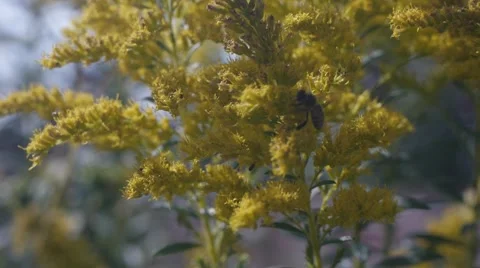 Bee Jump Stock Footage 41796348