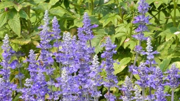 Bee keep pollen of lavender flower Video stock 86125555