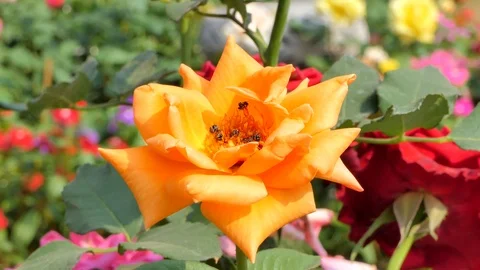 Bee keep pollen of orange rose flower Video stock 86126170