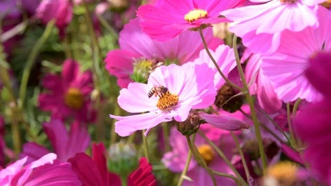 Bee keep pollen of pink cosmos flower. Vídeos de archivo 85846534