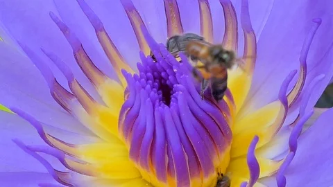 Bee keep pollen of purple lotus. Video stock 87911709