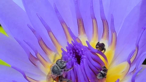 Bee keep pollen of purple lotus blooming. Stock Footage 87911727