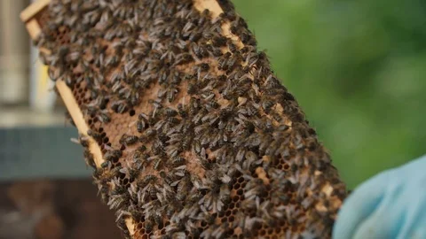 Bee keeper carefully sliding out slates of bee hive and checking on the bees Video stock 123841310
