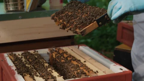 Bee keeper carefully sliding out slates of bee hive and checking on the bees Video stock 123841329