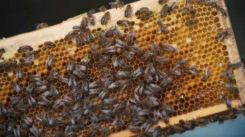 Bee keeper carefully sliding out slates of bee hive and checking on the bees Video stock 123841500