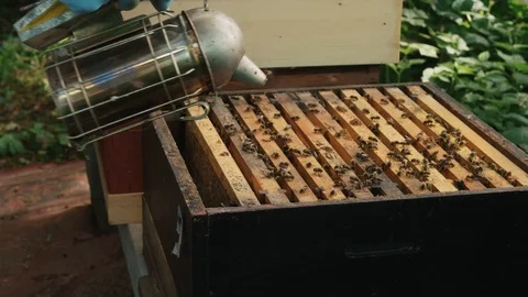 Bee keeper carefully sliding out slates of bee hive and checking on the bees Video stock 123841653