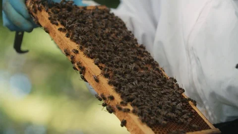 Bee keeper is checking on the bees health and on the honey Video stock 123841430