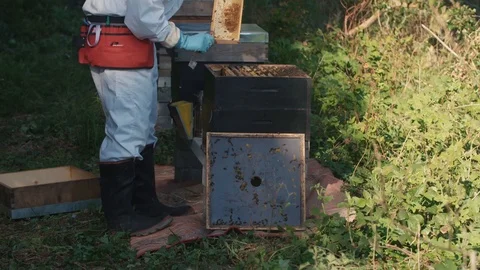 Bee keeper is checking on the bees health and on the honey Video stock 123841498