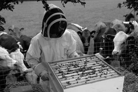 Bee Keeper with cows 写真素材