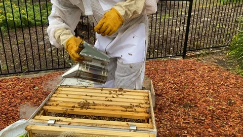 Bee keeper, dressed in protective suit and gloves, using a smoker Stock Footage 129290311