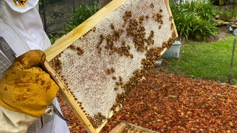 Bee keeper, dressed in protective suit and gloves, inspects a full frame Stock Footage 129290596